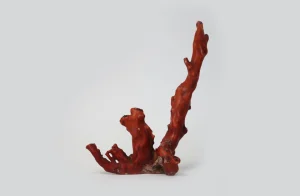 赤い珊瑚の原木